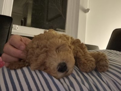 Moodle Puppy for sale