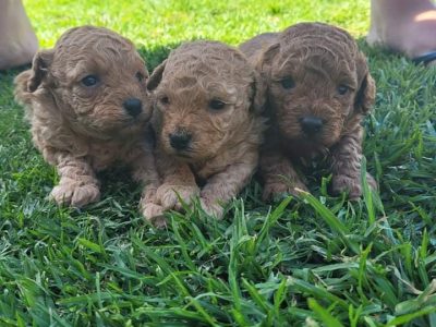 Toy Poodle Puppies DNA Purebred DNA Clear
