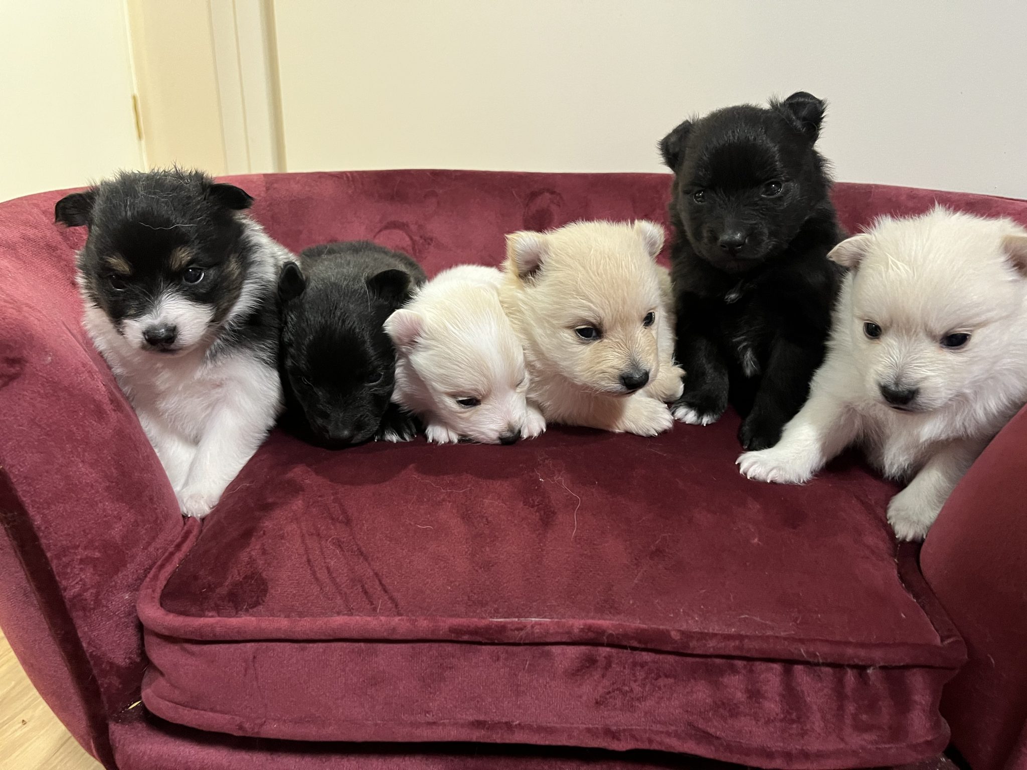 Japanese Spitz x Pomeranian puppies for sale
