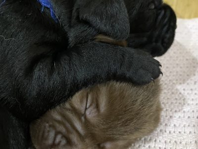 Purebred Labrador Puppies