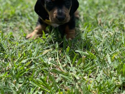 Miniature Dachshund Puppies