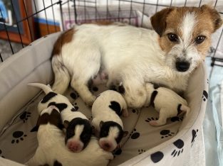 Jack Russell puppies 🐶🎄