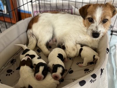 Jack Russell puppies 🐶🎄