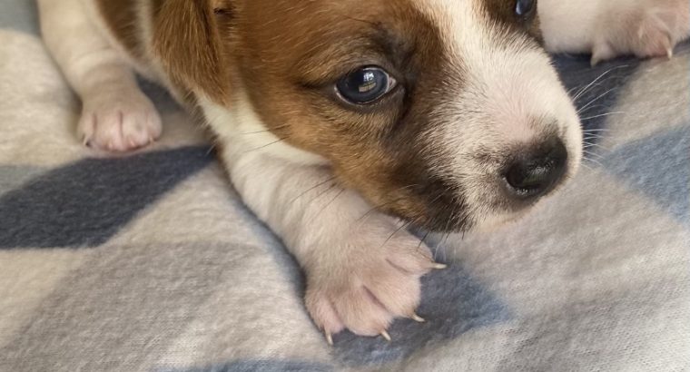 Rough Coat pure bred Jack Russell puppies for sale