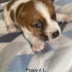 Rough Coat pure bred Jack Russell puppies for sale