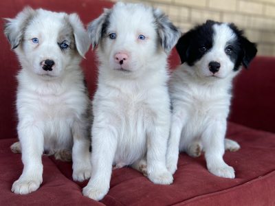 Pure Bred Border Collies