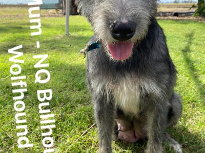 Nq Bullhound/Wolfhound/Neo Mastiff/Harlequin Dane