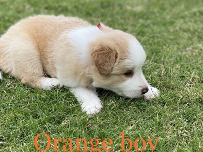 Purebred Long-haired Border Collies Puppy 🐶