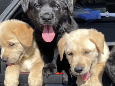 Labrador / German shepherd ( Sheprador puppies)