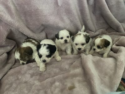 Maltese Shitzu Christmas Babies