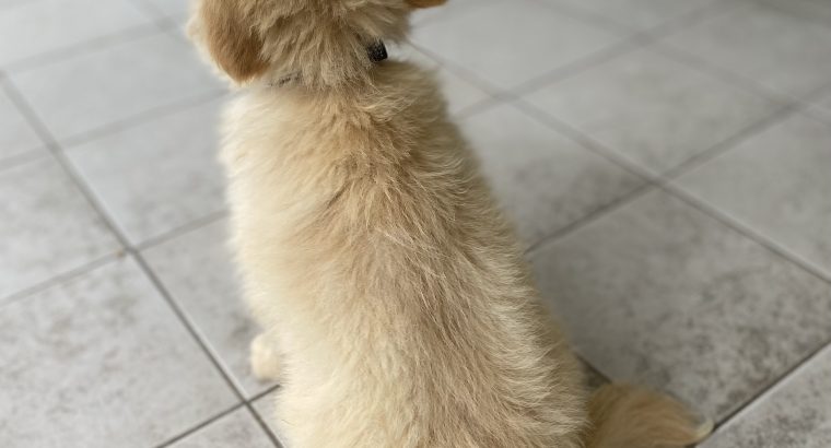 Male Pomeranian X Maltese puppy for sale