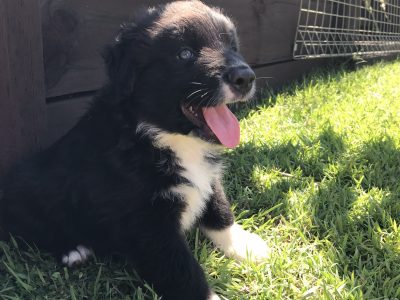 Purebred Border Collie pups