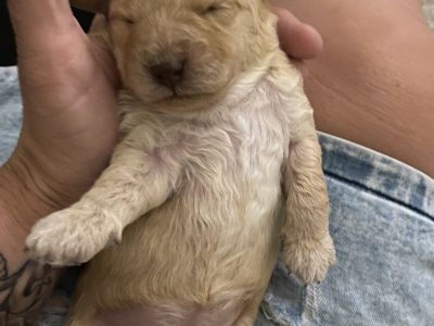 Bichoodle x cavoodle puppies