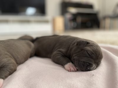 Purebred American Staffy Puppies