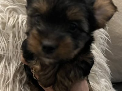 Yorkshire terrier puppies