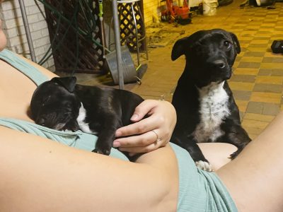 Gorgeous staffy pups