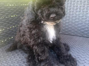 Beautiful toy poodle is looking for forever home