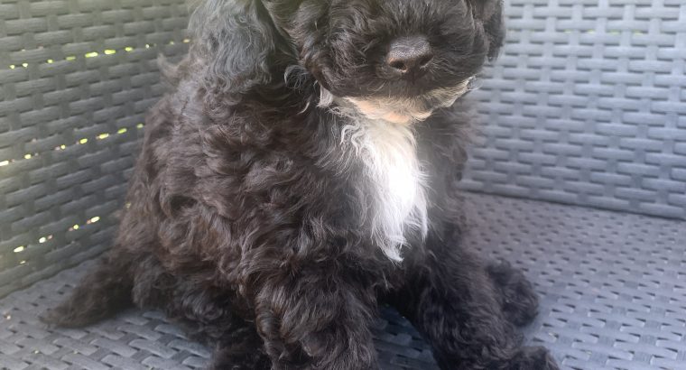 Beautiful toy poodle is looking for forever home