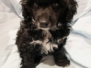 Purebred Toy Poodle Male – Ready in December
