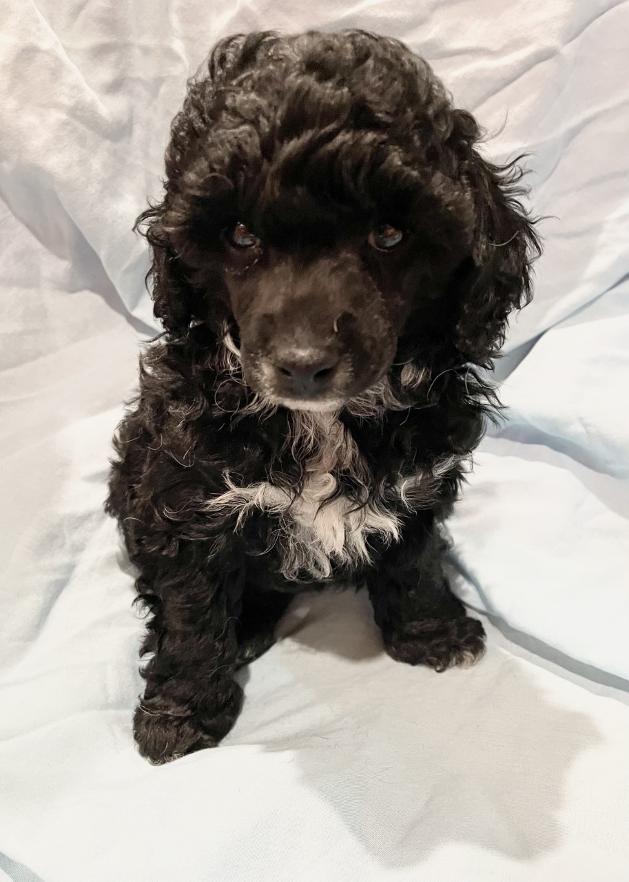 Purebred Toy Poodle Male - Ready in December