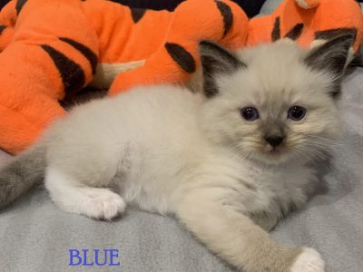 4 x Purebred ragdoll kittens remaining for sale