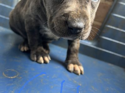 Pure Bred Blue American Staffys !