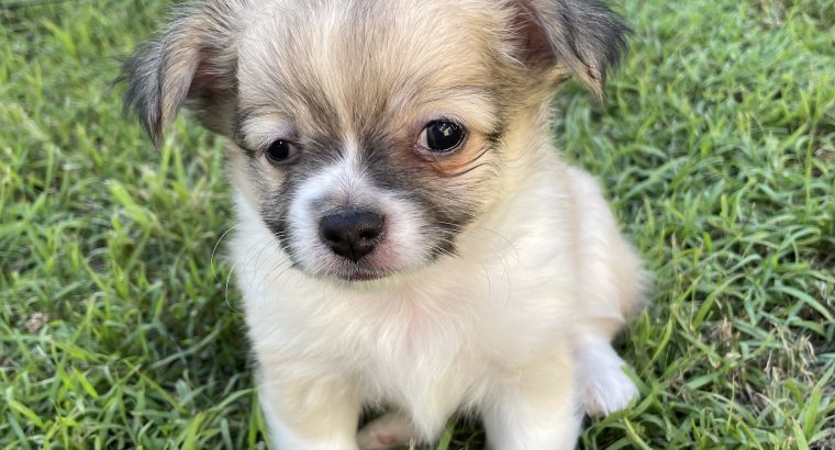 Purebred long haired Chihuahua
