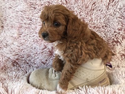 Toy Poodle X Choodle