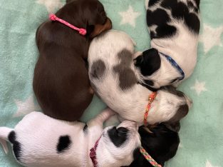 Pied mini dachshund pups