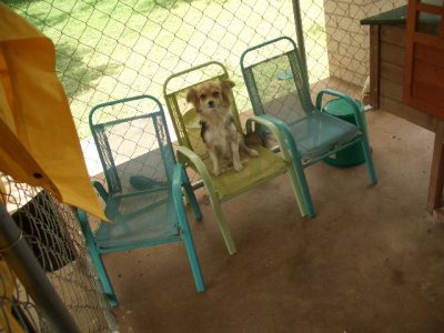 Chihuahua – Longhaired