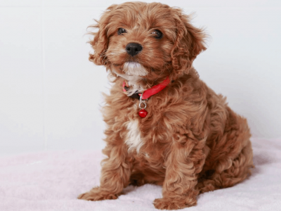 WANTED: Cavoodle Puppy