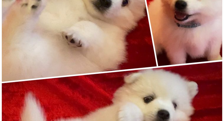 For Sale – Japanese Spitz puppies – purebred