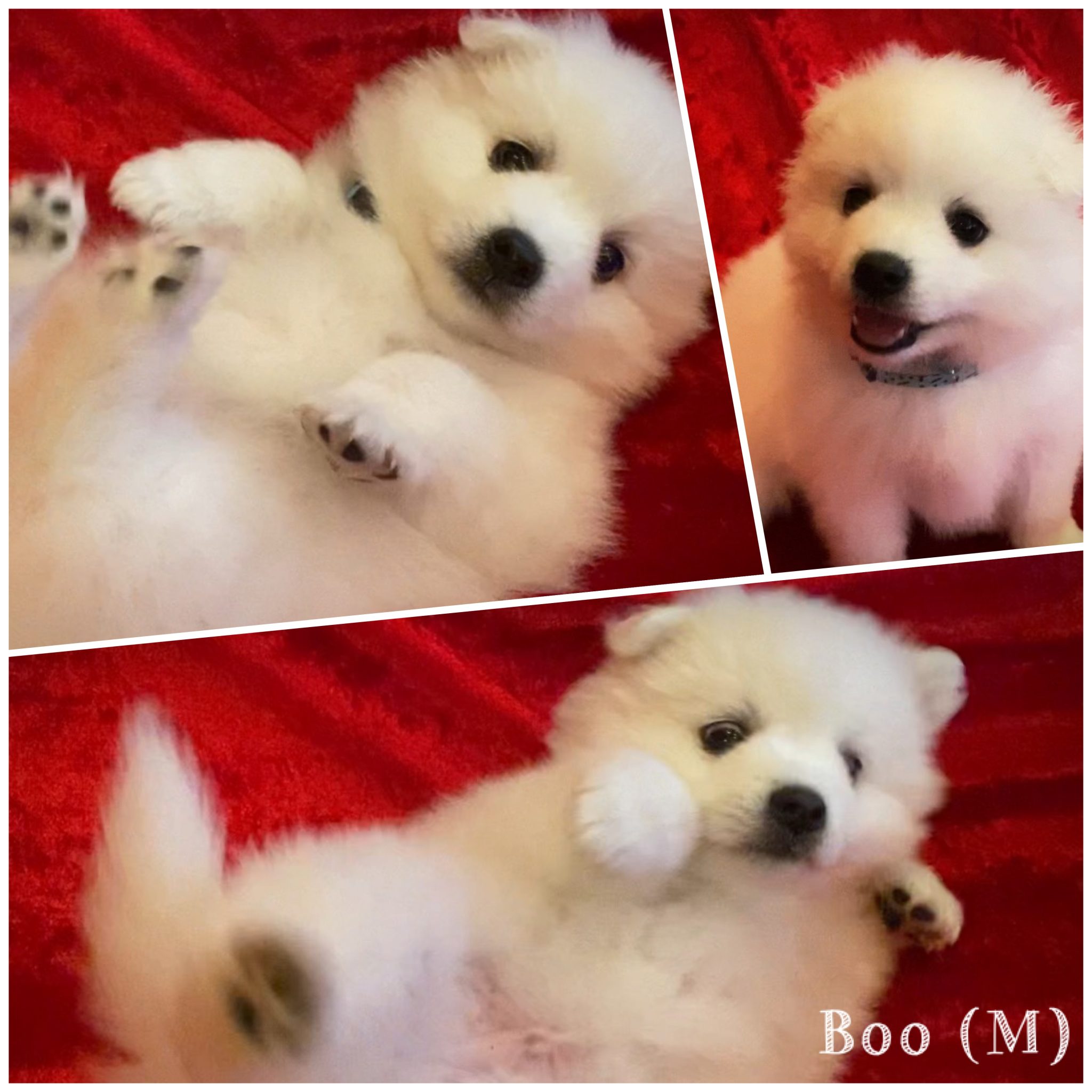For Sale - Japanese Spitz Puppies - Purebred - PetsForHomes