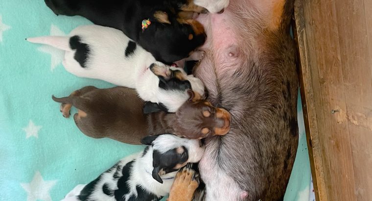 Pied mini dachshund pups
