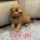 Gorgeous Toy Poodle puppies