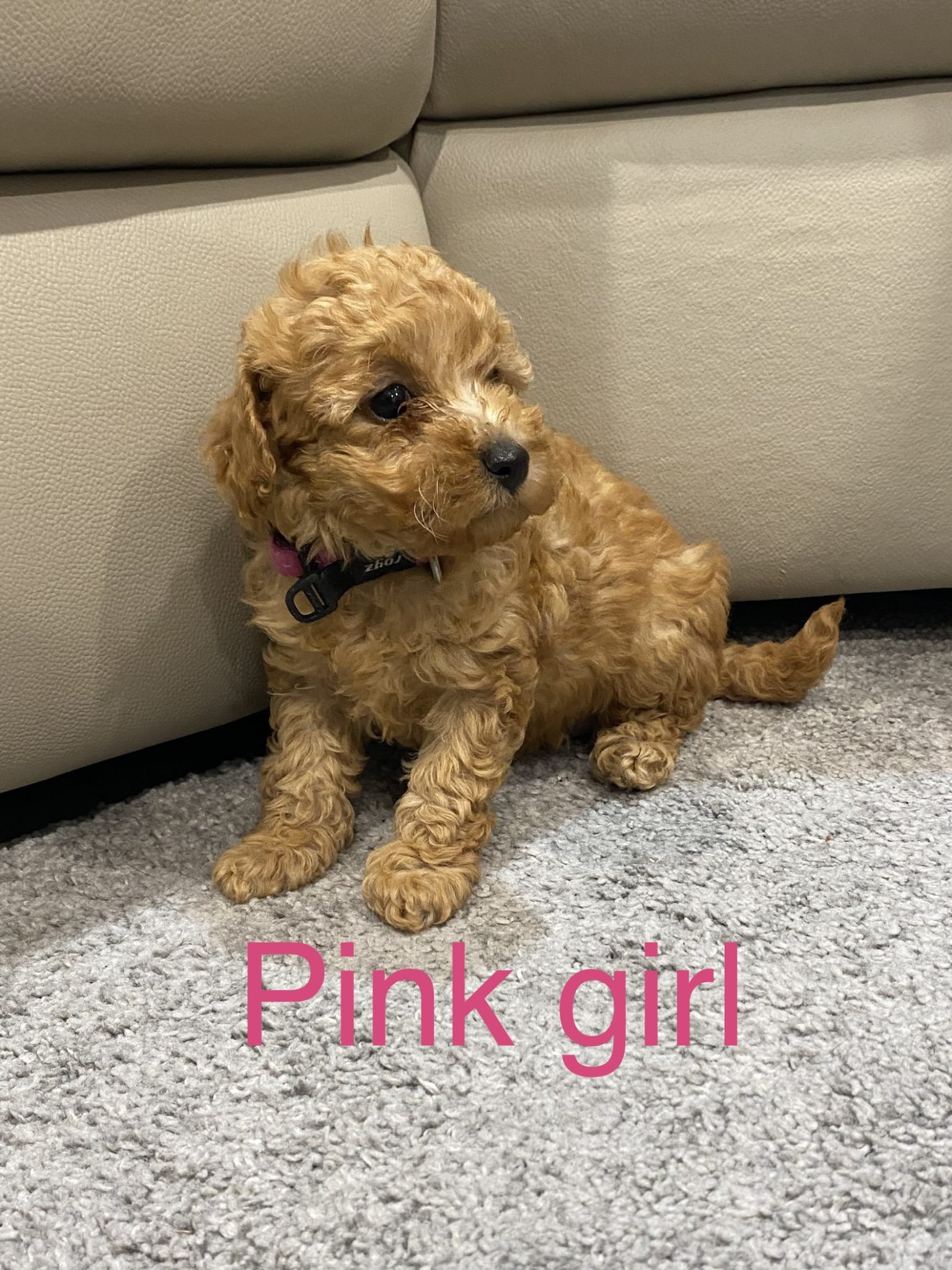 Gorgeous Toy Poodle puppies