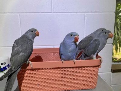 Handraised Indian Ringnecks