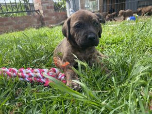 Neapolitan Mastiff cross Vizsla puppies for sale