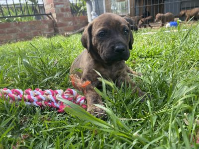 Neapolitan Mastiff cross Vizsla puppies for sale