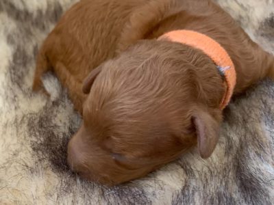EOI- Tiny toy Cavoodles, DNA clear, 6wks Petcover