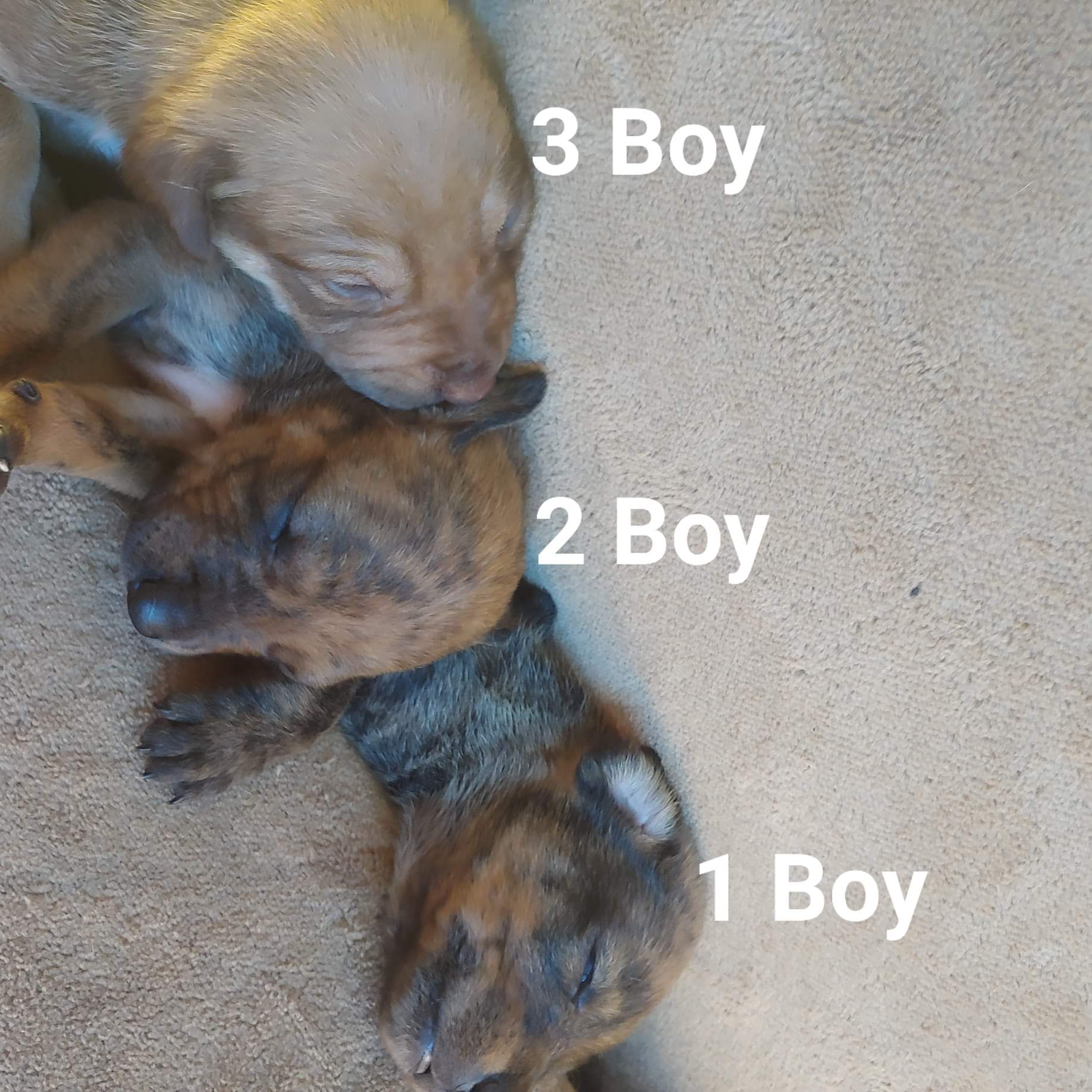 Black and Gold/ Gold Stag x Kelpie Puppies