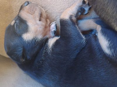 Black and Gold/ Gold Stag x Kelpie Puppies