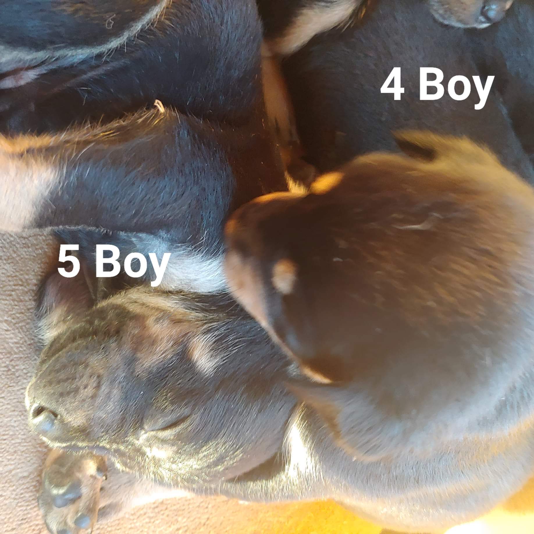 Black and Gold/ Gold Stag x Kelpie Puppies