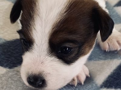 Rough Coat pure bred Jack Russell puppies for sale