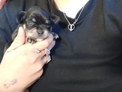 Chihuahua Puppies, Ready January