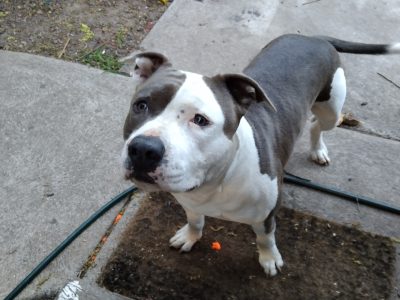 Purebred American Staffy Puppies