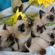 Ragdoll purebred kittens