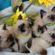 Ragdoll purebred kittens