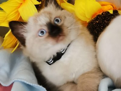Ragdoll purebred kittens