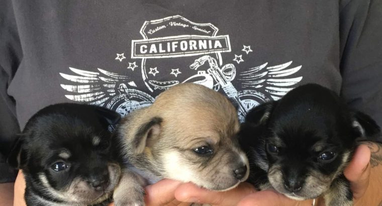Chihuahua Puppies, Ready January